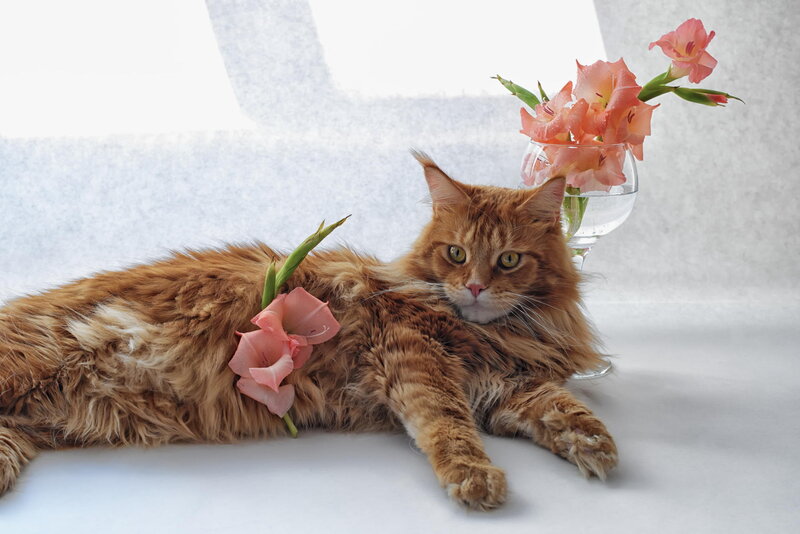 Long-haired Ginger Cat — Orange, Calm, Photograph, Gladiolus Flowers