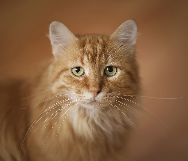 Long-haired Ginger Cat — Orange, Calm, Photograph, Green Eyes