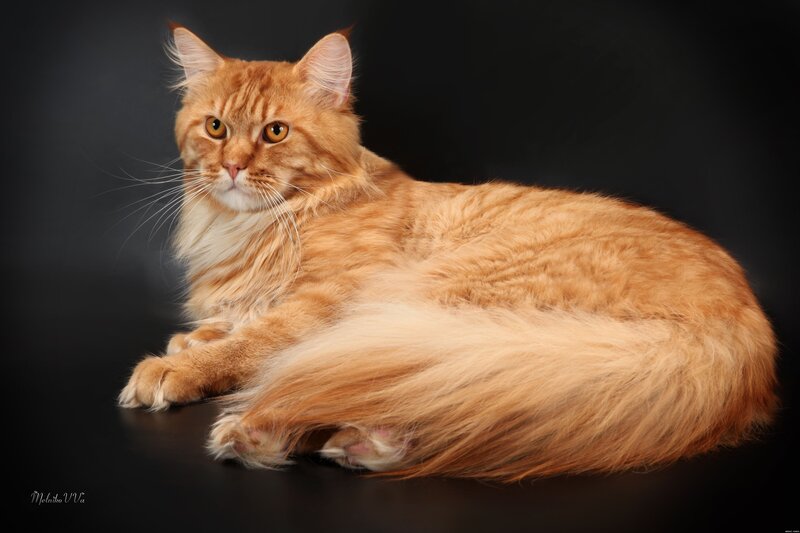 Long-haired Ginger Cat — Orange, Calm, Photograph