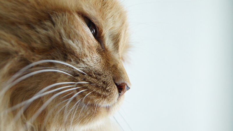 Long-haired Ginger Cat — Orange, Calm, Photograph, Whiskers, Eye, Nose