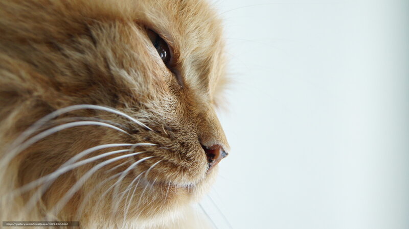 Long-haired Ginger Cat — Orange, Calm, Photograph, Whiskers, Eye