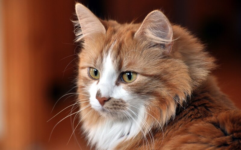 Long-haired Ginger Cat — Orange, Calm, Photograph, Whiskers, Green Eyes