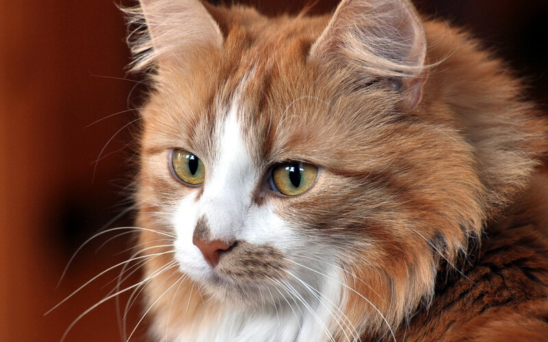 Long-haired Ginger Cat — Orange, Calm, Photograph, Whiskers