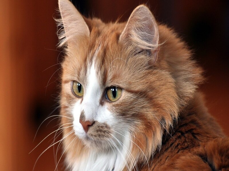 Long-haired Ginger Cat — Orange, Calm