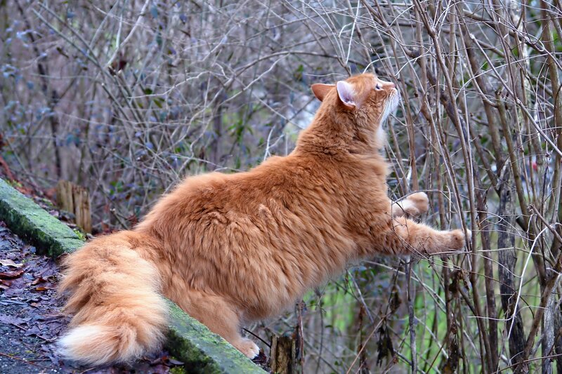 Long-haired Ginger Cat — Orange, Curious