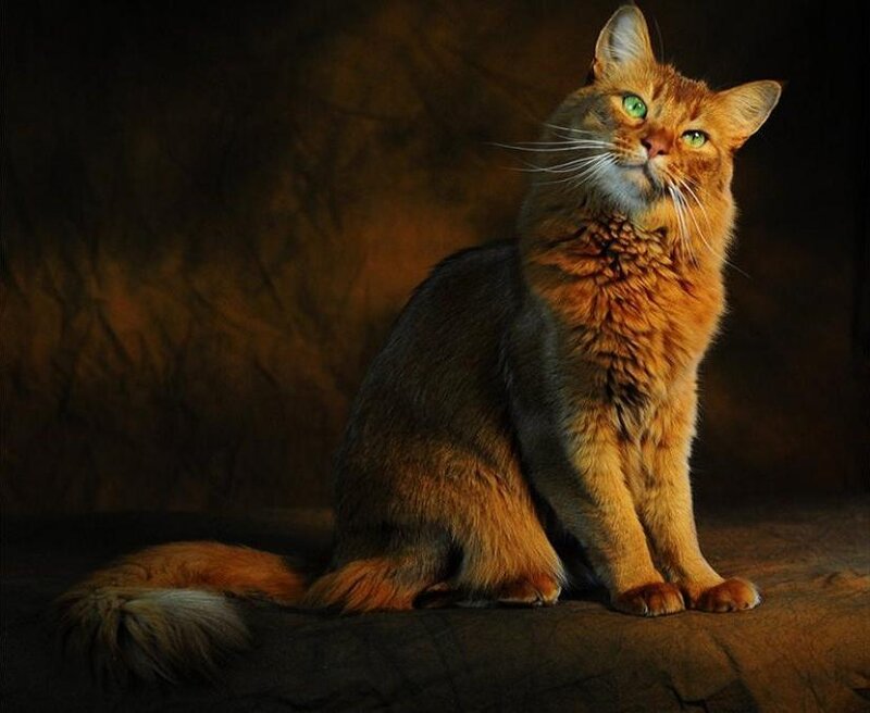 Long-haired Ginger Cat