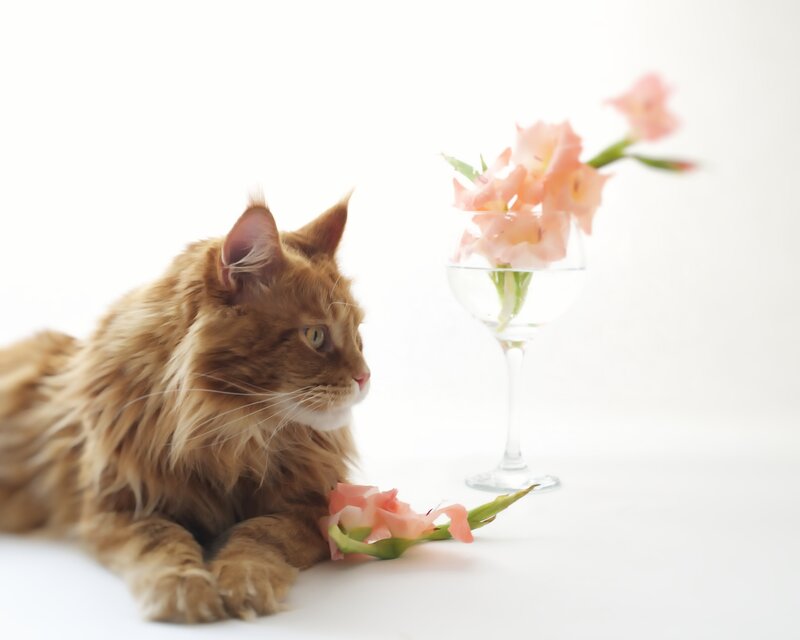 Long-haired Ginger Cat — White
