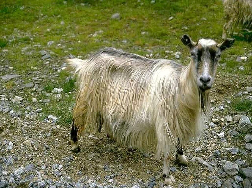 long-haired goat in a field