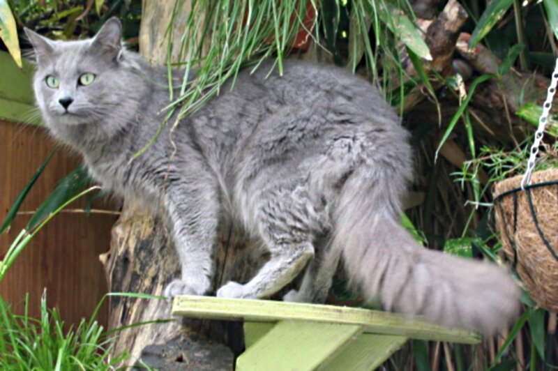 Long-haired Gray Cat — Calm, Afternoon, Photograph