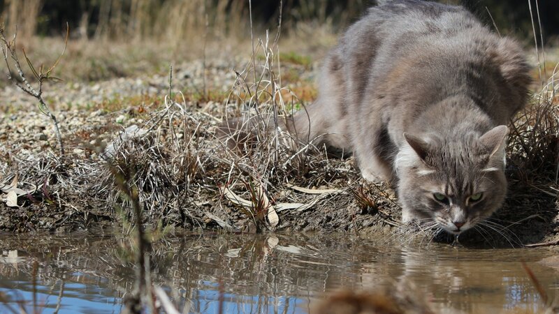 Long-haired Gray Cat — Calm, Afternoon, Photograph, Water, Grass