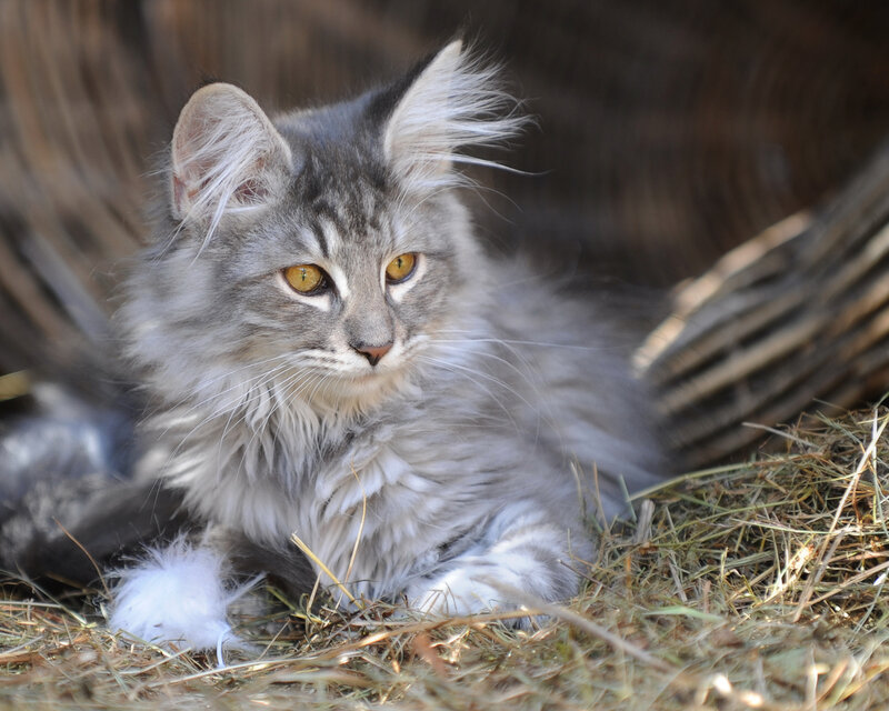 Long-haired Gray Cat — Calm, Afternoon
