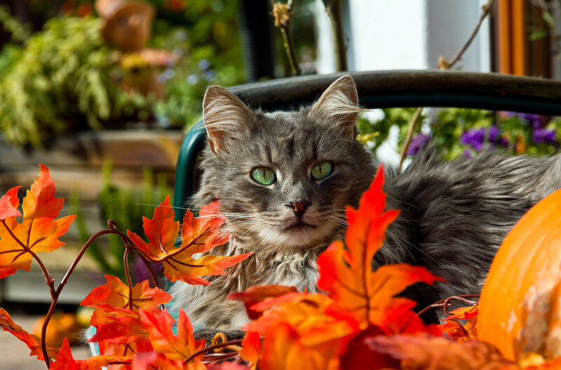 Long-haired Gray Cat — Calm, Autumn