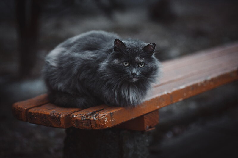 Long-haired Gray Cat — Calm, Photograph, Bench