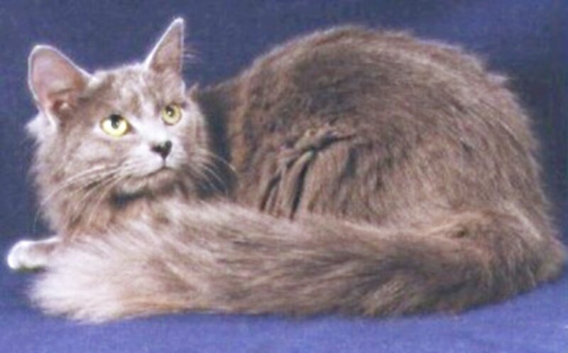 Long-haired Gray Cat — Calm, Photograph, Blue Background