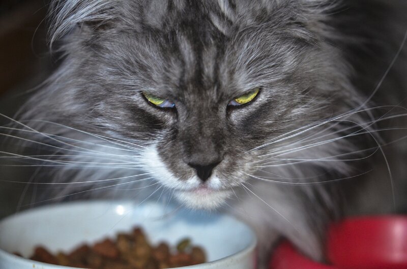 Long-haired Gray Cat — Calm, Photograph, Cat Food Bowl