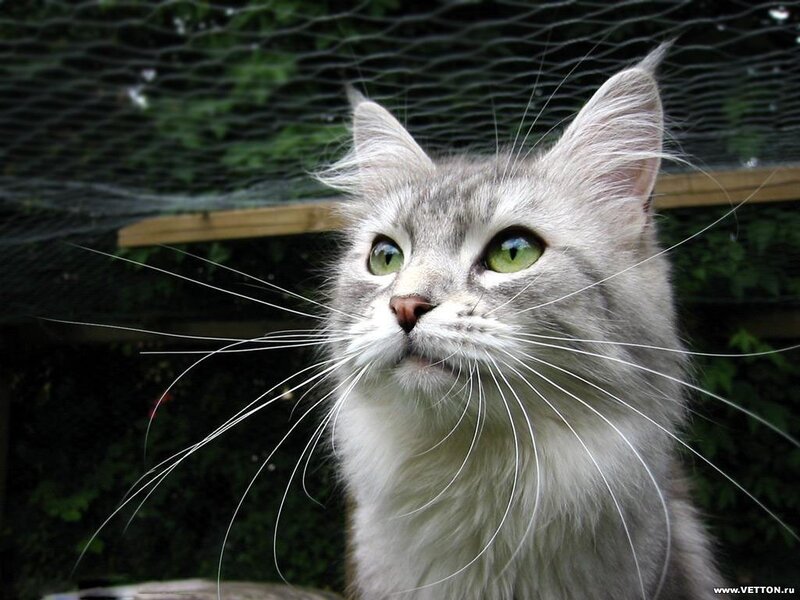 Long-haired Gray Cat — Calm, Photograph, Green Eyes