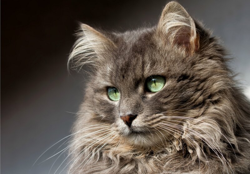 Long-haired Gray Cat — Calm, Photograph, Green Eyes, Whiskers, Ears