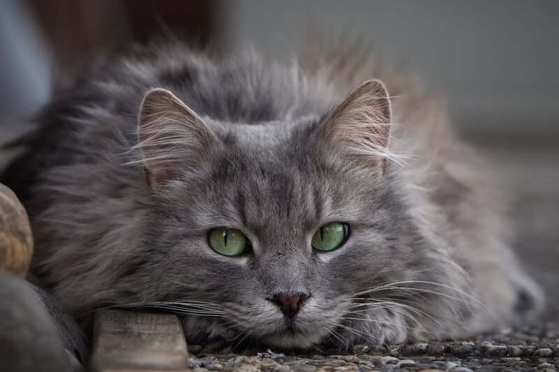Long-haired Gray Cat — Calm, Photograph, Green Eyes, Whiskers, Pebbles
