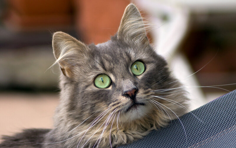 Long-haired Gray Cat — Calm, Photograph, Green Eyes, Whiskers