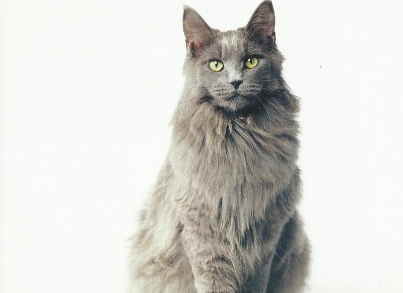 Long-haired Gray Cat — Calm, Photograph, Green Eyes, White Background