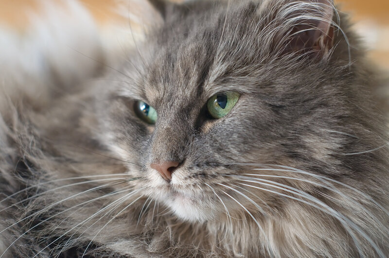 Long-haired Gray Cat — Calm, Photograph