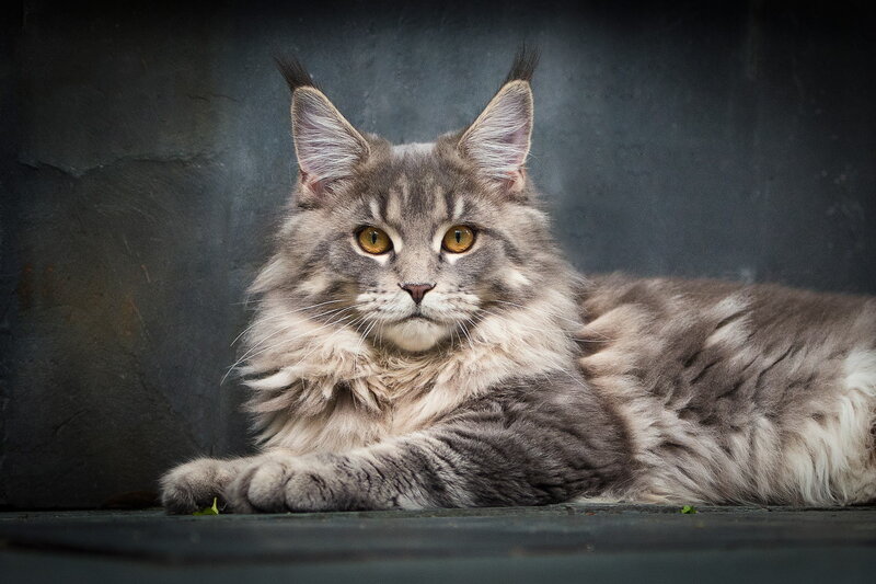 Long-haired Gray Cat — Calm, Photograph, Wall
