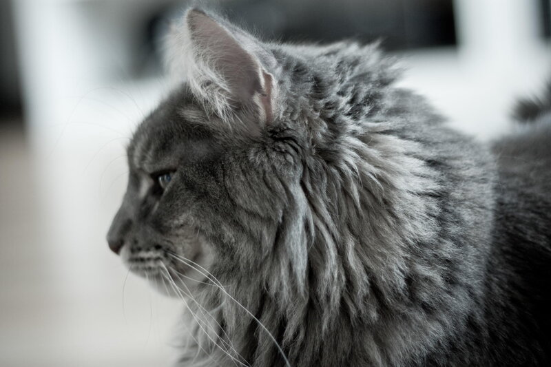 Long-haired Gray Cat — Calm, Photograph, Whiskers, Ear