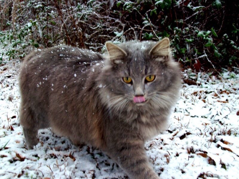 Long-haired Gray Cat — Calm