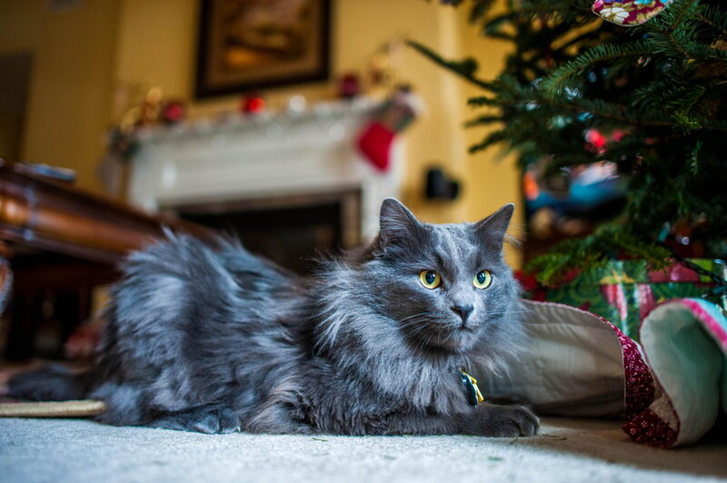 Long-haired Gray Cat — Calm, Winter, Photograph, Christmas Tree