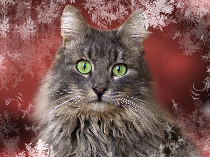 Long-haired Gray Cat — Calm, Winter, Photograph