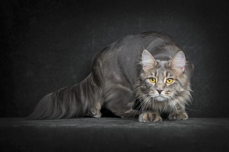Long-haired Gray Cat — Dramatic, Photograph, Dark Background