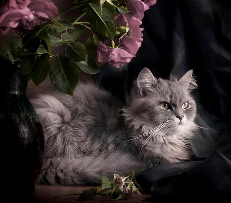 Long-haired Gray Cat — Dramatic, Photograph, Roses