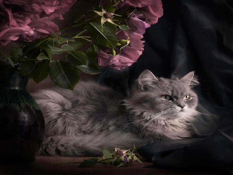 Long-haired Gray Cat — Dramatic, Photograph