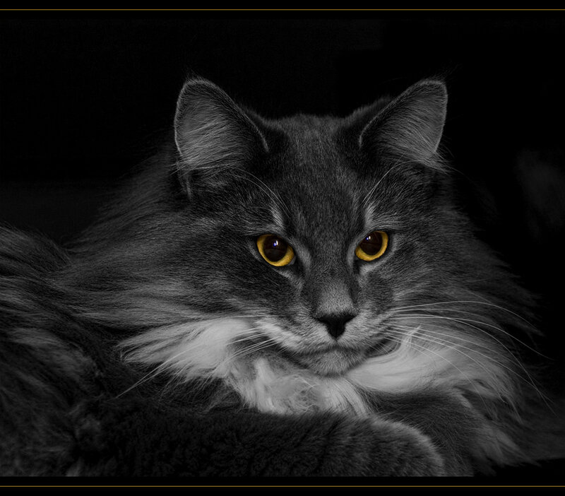 Long-haired Gray Cat — Dramatic
