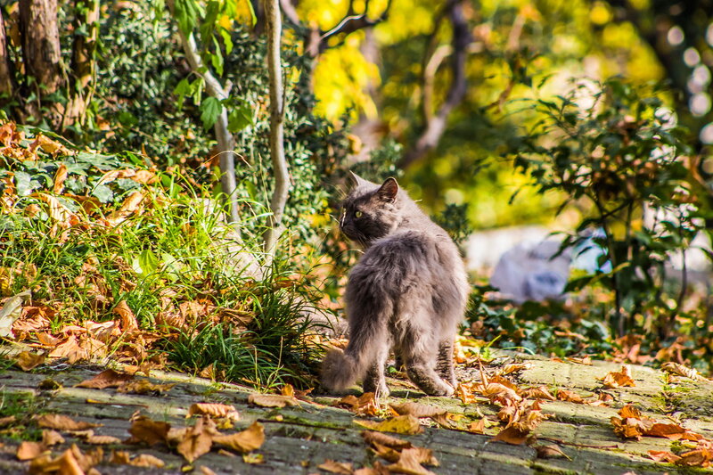Long-haired Gray Cat — Green, Serene