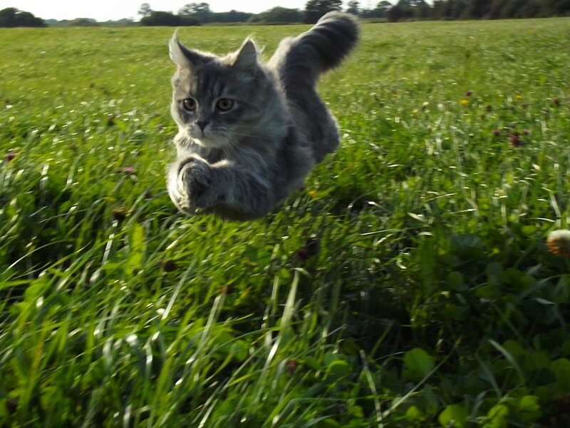 Long-haired Gray Cat — Green