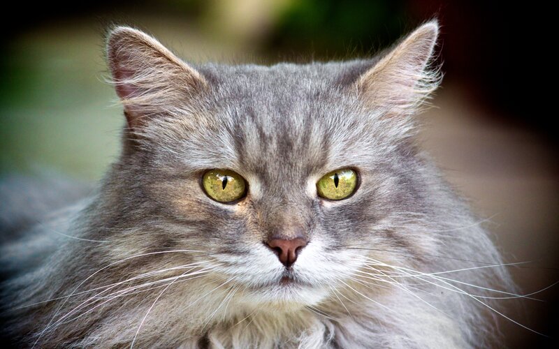 Long-haired Gray Cat — Intense, Photograph, Eyes