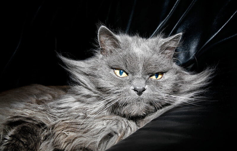 Long-haired Gray Cat — Intense, Photograph