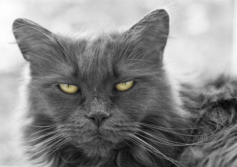Long-haired Gray Cat — Intense
