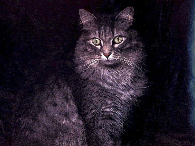 Long-haired Gray Cat — Serious