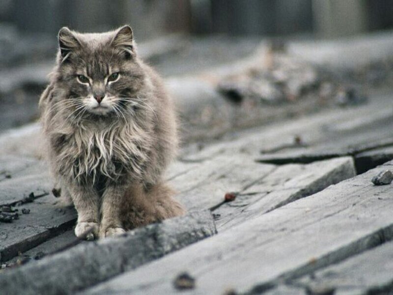 Long-haired Gray Cat — Somber