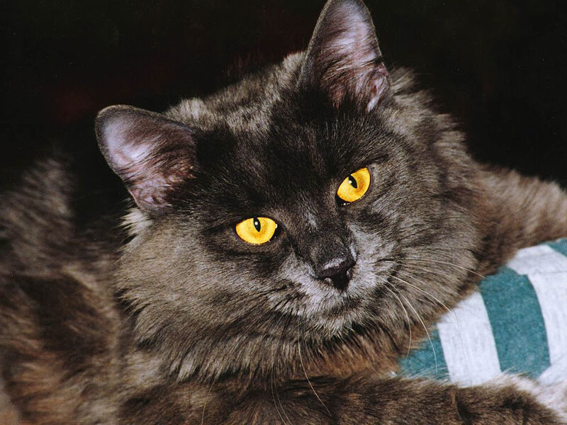 Long-haired Gray Cat