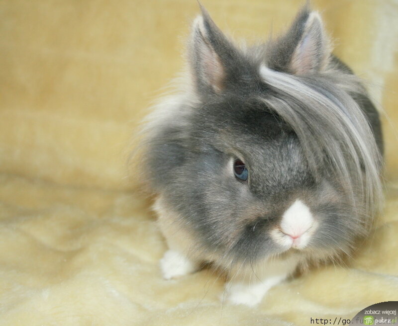 Long-haired Gray Rabbit