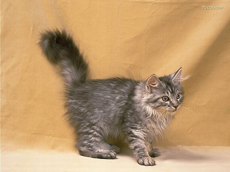 Long-haired Gray Tabby Kitten