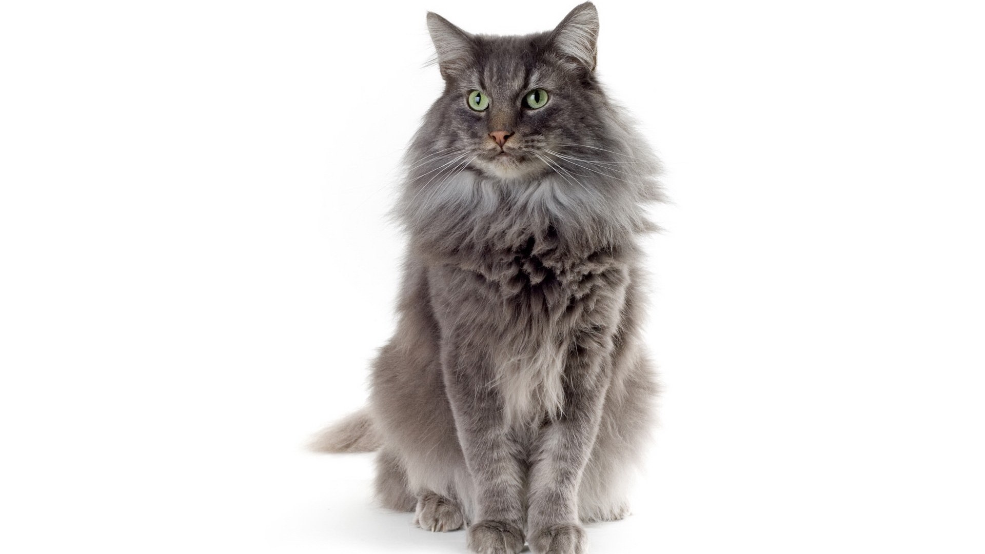 long-haired grey cat