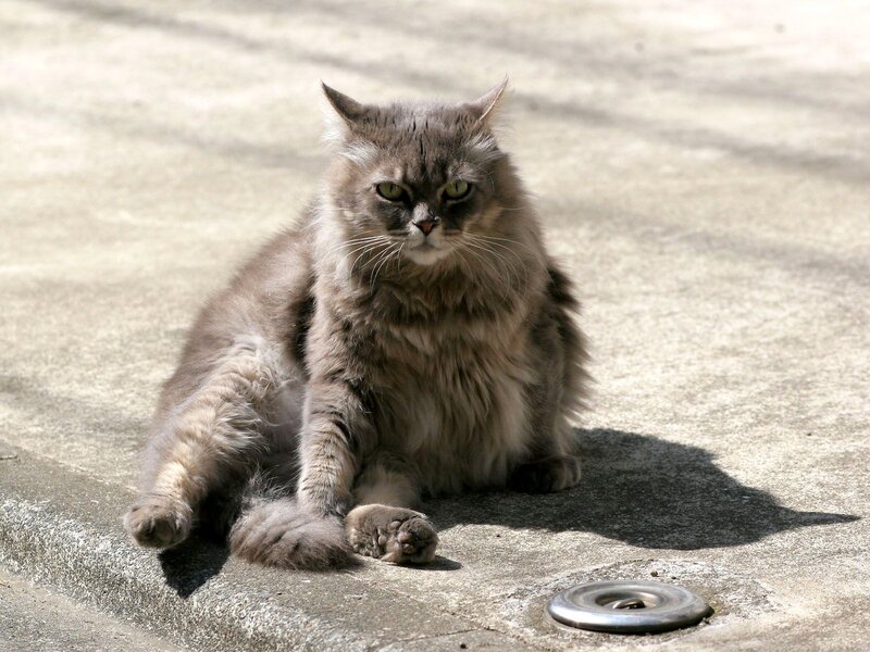Long-haired Grey Cat — Calm, Afternoon, Photograph, Concrete Surface