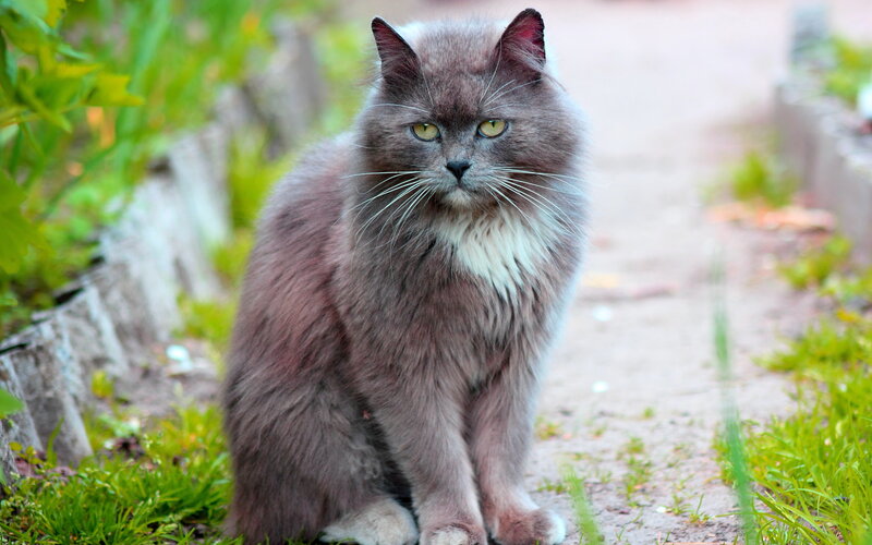 Long-haired Grey Cat — Calm, Afternoon, Photograph, Grass