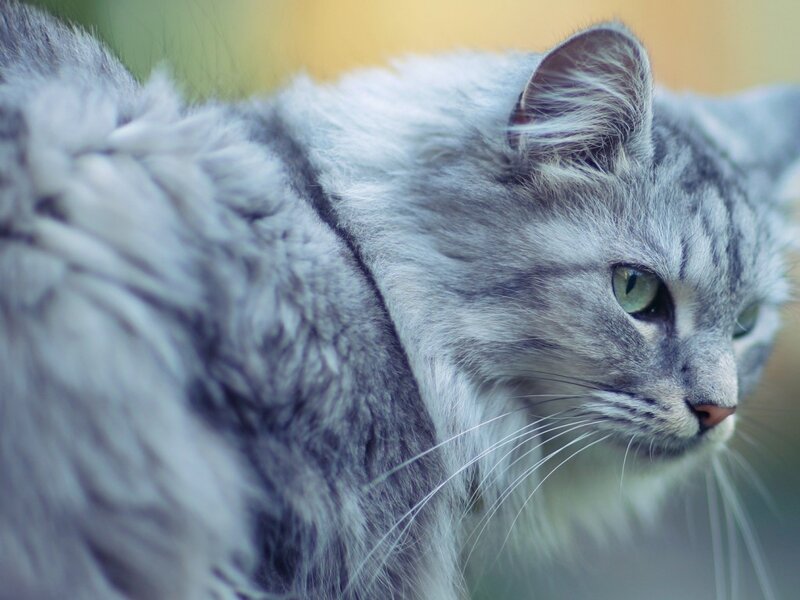 Long-haired Grey Cat — Calm, Afternoon, Photograph