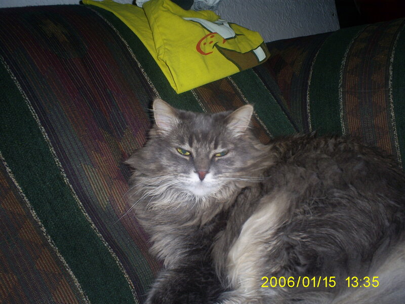 Long-haired Grey Cat — Calm, Afternoon