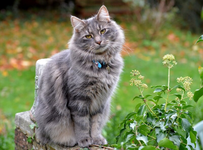 Long-haired Grey Cat — Calm, Autumn, Photograph, Collar
